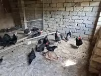 أمريكان غيم — الصورة 4