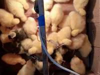 Geese — լուսանկար 2