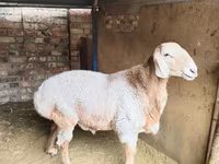 मेढ़ा, Arashan sheep — फ़ोटो 1