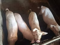 Sow, Pigs — photo 5