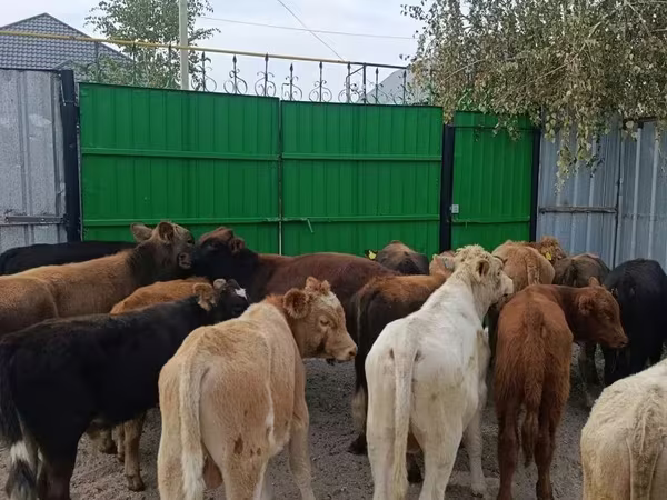 Bull, Cattle