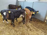 Կով, Simmental cattle — լուսանկար 1