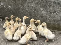 American Pekin — photo 3