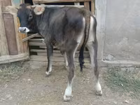 Сиыр, Swiss cattle — 1-сурет