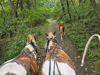 حصان, Pinto horses — الصورة 4