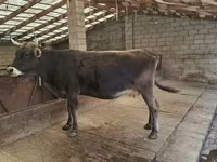 Cow, Swiss cattle — photo 1