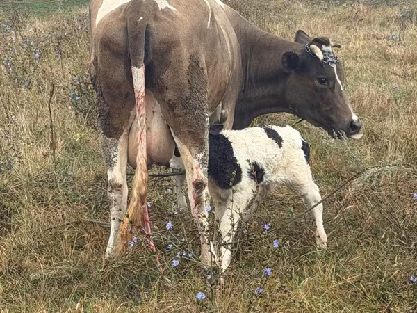 公牛, Cattle