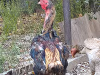 Derbyshire Redcap — Foto 7