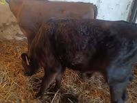 Ցուլ, Simmental cattle — լուսանկար 3