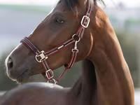 Égua, Manipuri pony — foto 1