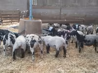Խոյ, Zwartbles sheep — լուսանկար 1