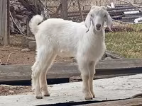 Теке, Damask goat — 4-сурет