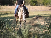 Stute, Quarter Horse — Foto 5