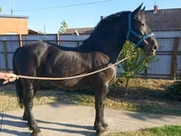 母马, Hungarian horse breed — 照片 4