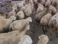 Овца, Даглыч овца — фото 2