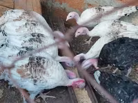 Turkeys — الصورة 1