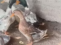 Ducks — լուսանկար 2