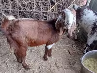 Ziege, Beetal goats — Foto 3