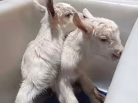 Ziege, Saanen goat — Foto 6