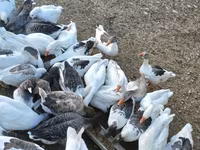 Geese — Foto 4
