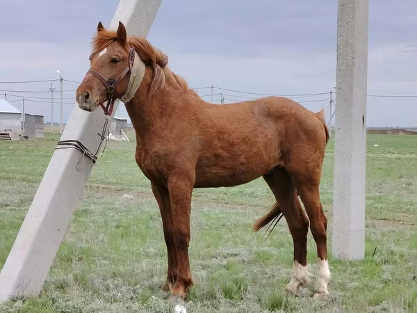 حصان, Budyonny horse