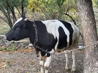 ثور, Russian Black pied cattle — الصورة 4