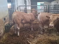 ثور, Blonde d’Aquitane cattle — الصورة 4