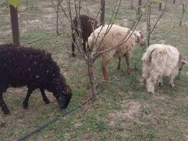 Ոչխարներ (խումբ, սեռը նշված չէ), Ոչխարներ