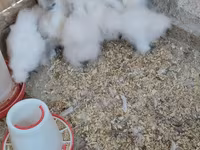 सिल्की — फ़ोटो 2