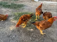 Chickens — Foto 1