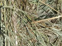 Продам сено рядом с Кокшетау — photo 3