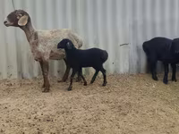 Ovelha, Arashan sheep — foto 4