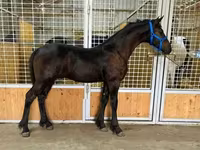 公马, Dutch warmblood horse — 照片 3