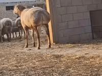 كبش, Hissar sheep — الصورة 3