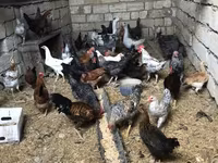 Chickens — Foto 3