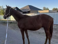 Horse (M), Arabian horse — photo 1