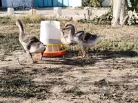Geese — 2-сурет