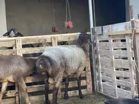 Ram, Sheep — photo 4