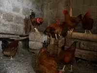 Chickens — Foto 4