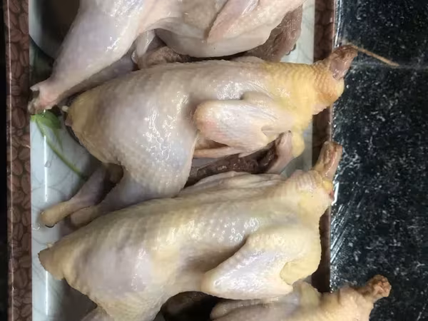 Quails — Հայաստան