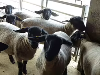 نعجة, White Suffolk sheep — الصورة 4