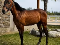 Ձի, Anglo-Arabian — լուսանկար 2