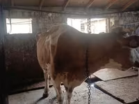 Vaca, Simmental cattle — foto 3