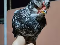 Chickens — 3-сурет