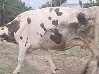 بقرة, Russian Black pied cattle — الصورة 6