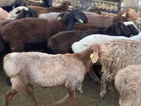 Խոյ, Ոչխարներ — լուսանկար 3