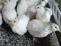 English White — photo 2