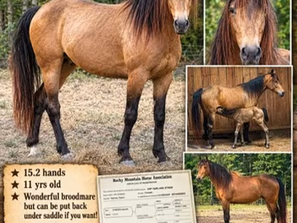 Égua, Black Sea breed