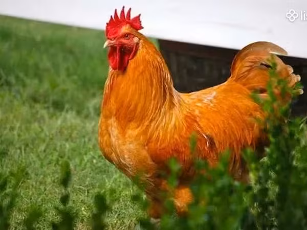 Chickens — Հայաստան