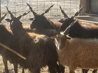 Schaf, Racka sheep — Foto 3
